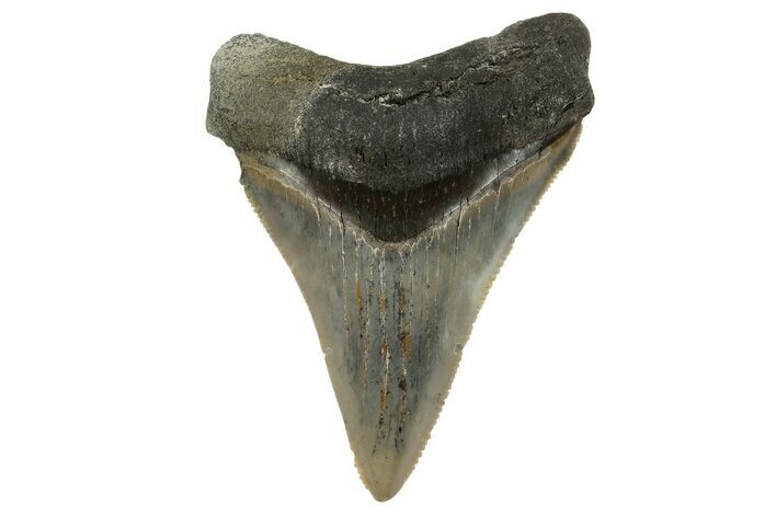 Serrated, Fossil Megalodon Tooth - Aurora, North Carolina #179805